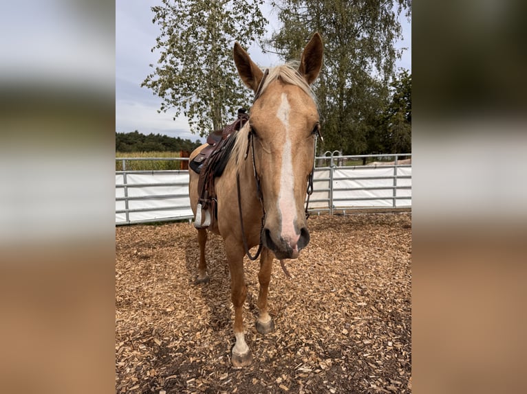 Sonstige Rassen Mix Wallach 4 Jahre 158 cm Palomino in Soltau