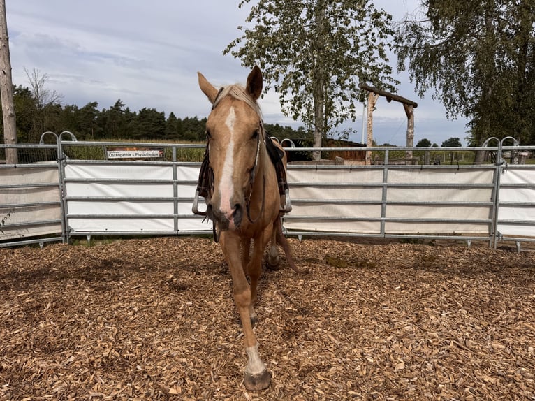 Sonstige Rassen Mix Wallach 4 Jahre 158 cm Palomino in Soltau