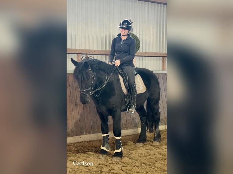 Sonstige Rassen Wallach 4 Jahre 159 cm Rappe in Bünde