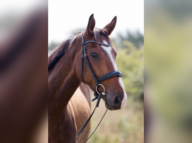 Sonstige Rassen Mix Wallach 4 Jahre 160 cm Dunkelbrauner in Braunschweig