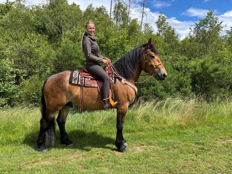 Sonstige Rassen Wallach 4 Jahre 163 cm Brauner in Linkenbach