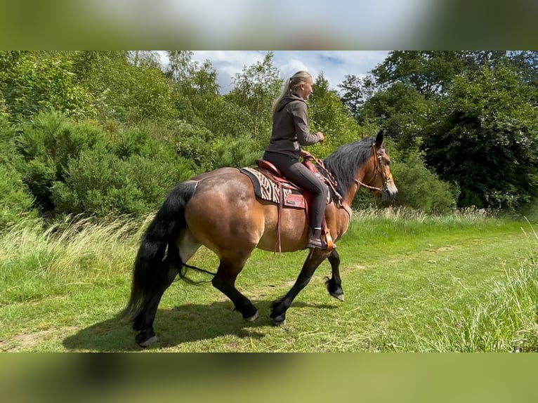 Sonstige Rassen Wallach 4 Jahre 163 cm Brauner in Linkenbach