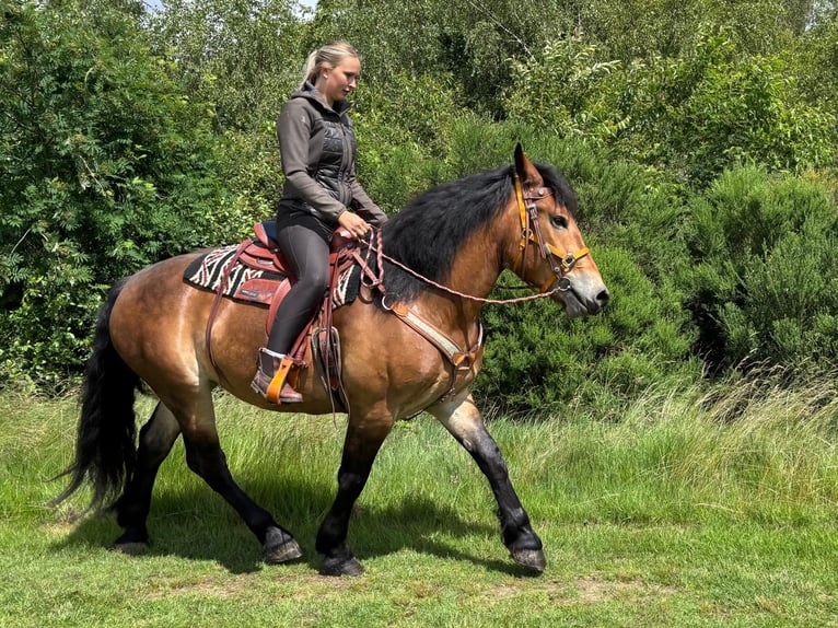 Sonstige Rassen Wallach 4 Jahre 163 cm Brauner in Linkenbach