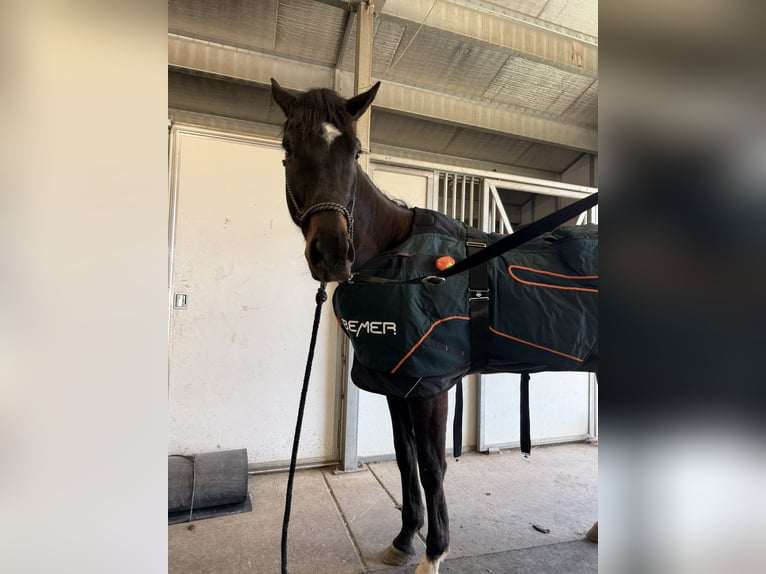 Sonstige Rassen Wallach 4 Jahre 163 cm Rappe in Truckee