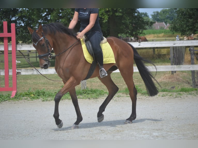 Sonstige Rassen Wallach 4 Jahre 164 cm Brauner in Breda