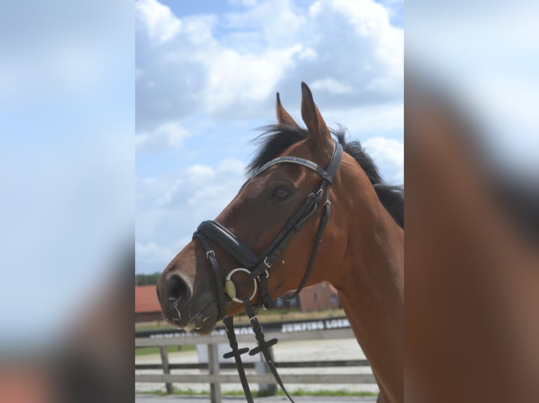 Sonstige Rassen Wallach 4 Jahre 164 cm Brauner in Breda