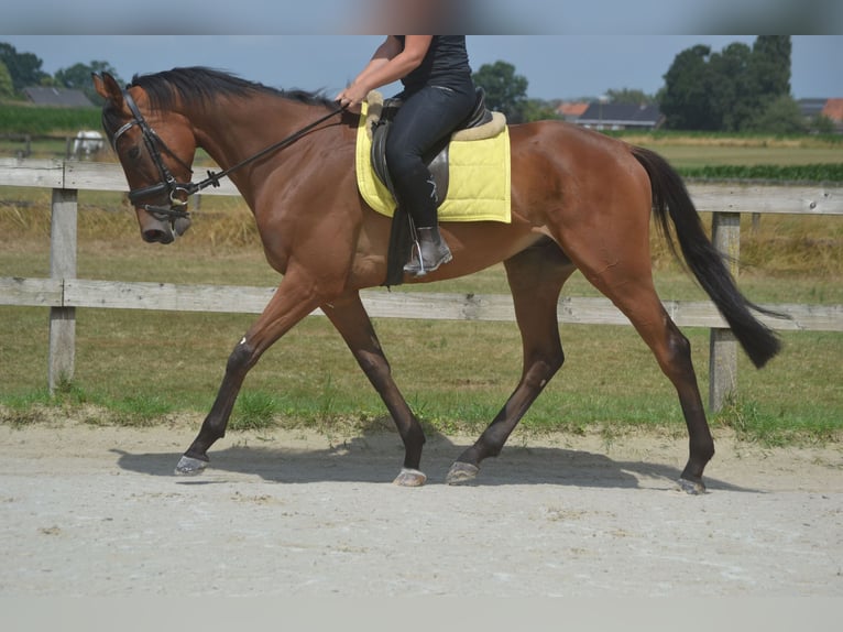 Sonstige Rassen Wallach 4 Jahre 164 cm Brauner in Breda