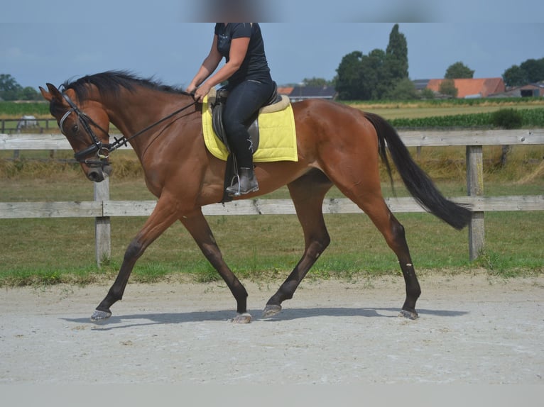 Sonstige Rassen Wallach 4 Jahre 164 cm Brauner in Breda