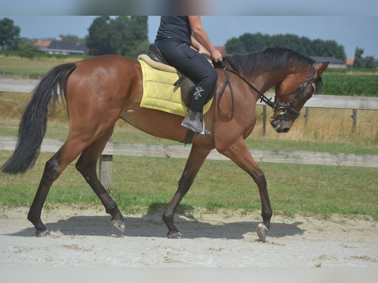 Sonstige Rassen Wallach 4 Jahre 164 cm Brauner in Breda