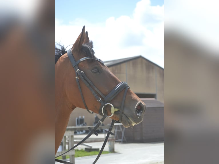 Sonstige Rassen Wallach 4 Jahre 164 cm Brauner in Breda