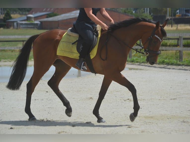 Sonstige Rassen Wallach 4 Jahre 164 cm Brauner in Breda