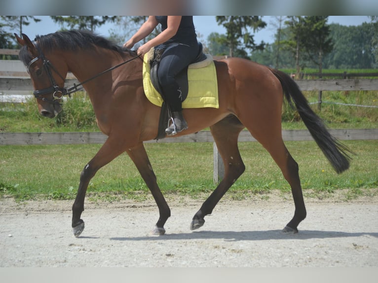 Sonstige Rassen Wallach 4 Jahre 164 cm Brauner in Breda