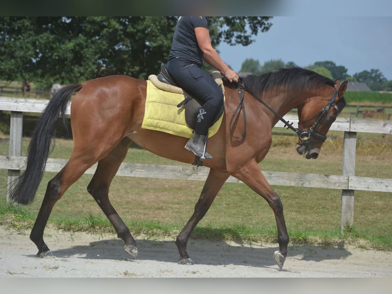 Sonstige Rassen Wallach 4 Jahre 164 cm Brauner in Breda