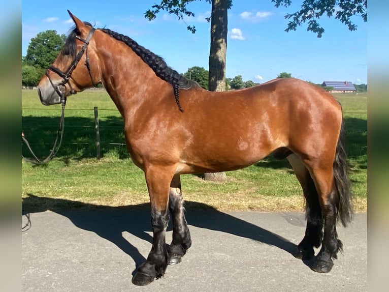 Sonstige Rassen Wallach 4 Jahre 164 cm Brauner in Hopsten