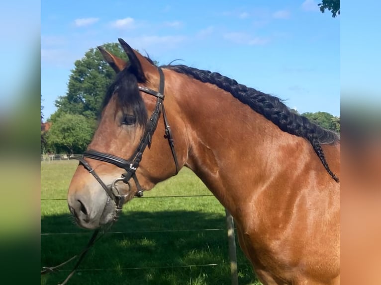 Sonstige Rassen Wallach 4 Jahre 164 cm Brauner in Hopsten