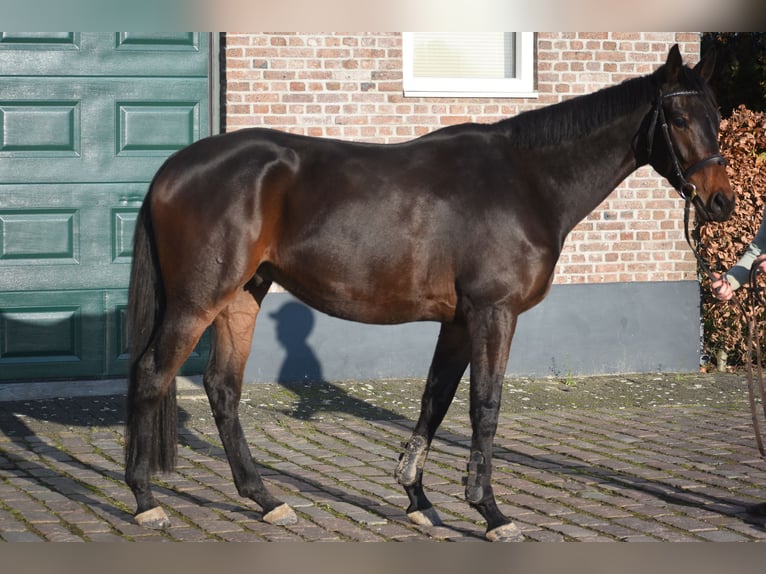 Sonstige Rassen Wallach 4 Jahre 165 cm Brauner in Achtmaal