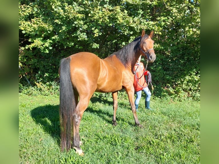 Sonstige Rassen Wallach 4 Jahre 165 cm Dunkelfuchs in Gamlitz