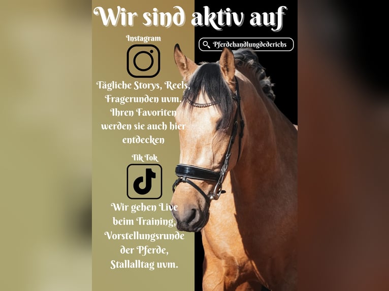 Sonstige Rassen Wallach 4 Jahre 165 cm Falbe in Nettersheim