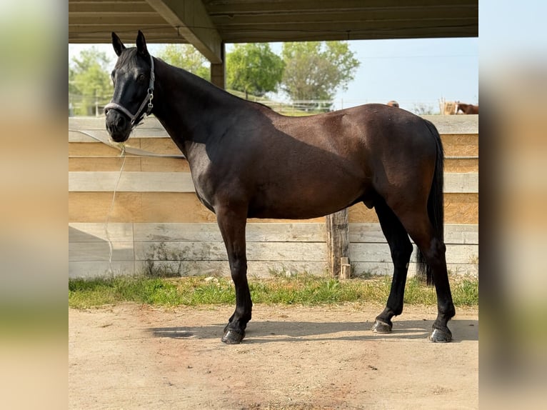 Sonstige Rassen Mix Wallach 4 Jahre 165 cm Rappe in Castel Goffredo