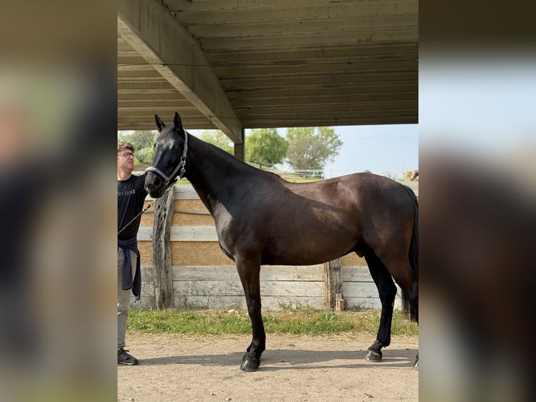 Sonstige Rassen Mix Wallach 4 Jahre 165 cm Rappe in Castel Goffredo