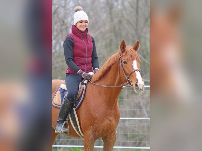 Sonstige Rassen Wallach 4 Jahre 168 cm Fuchs in Pér