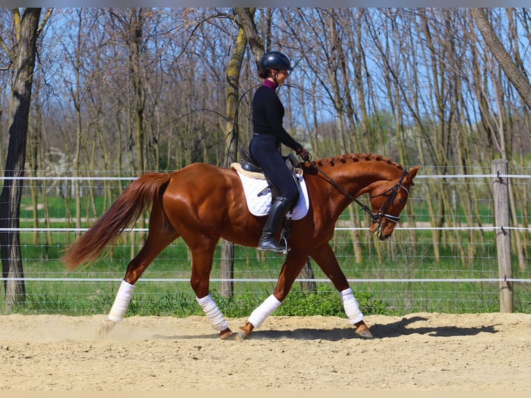 Sonstige Rassen Wallach 4 Jahre 168 cm Fuchs in Pér