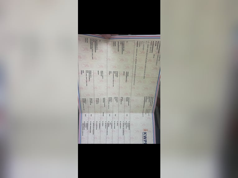 Sonstige Rassen Wallach 4 Jahre 175 cm Brauner in Scheffach