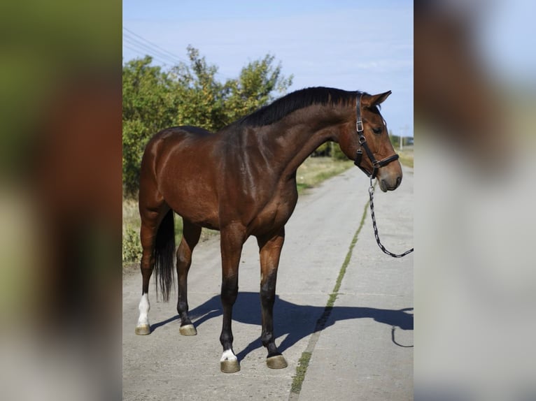 Sonstige Rassen Wallach 4 Jahre 175 cm Brauner in Scheffach