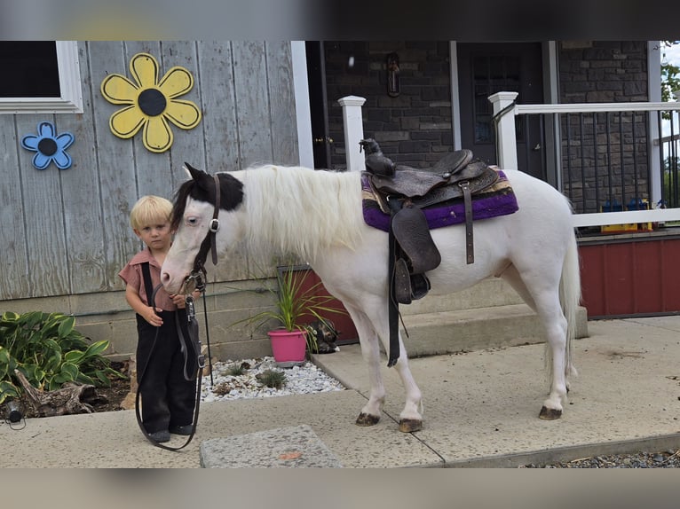 Sonstige Rassen Wallach 5 Jahre 102 cm Schecke in Allenwood