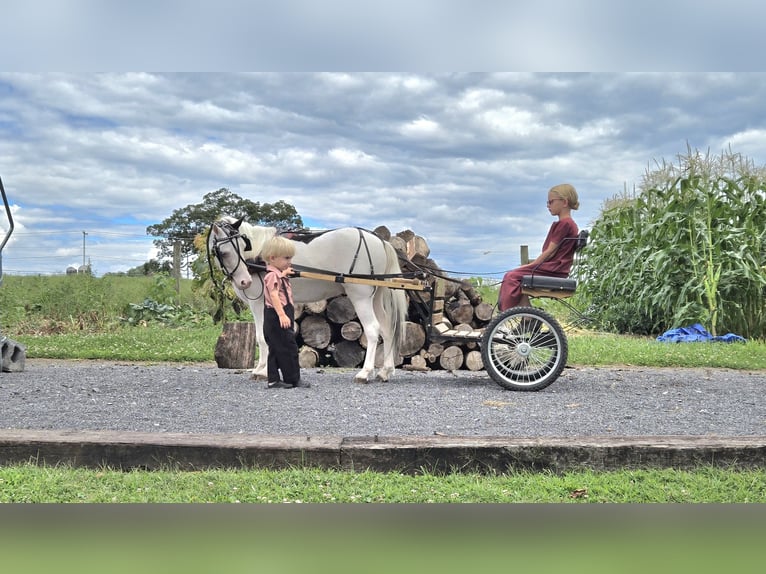 Sonstige Rassen Wallach 5 Jahre 102 cm Schecke in Allenwood