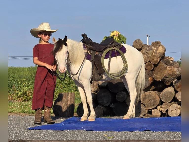 Sonstige Rassen Wallach 5 Jahre 102 cm Schecke in Allenwood