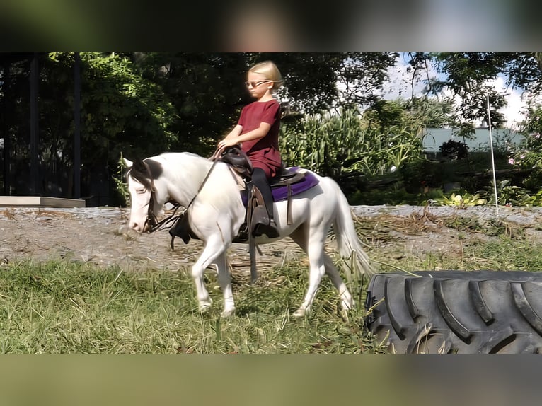 Sonstige Rassen Wallach 5 Jahre 102 cm Schecke in Allenwood