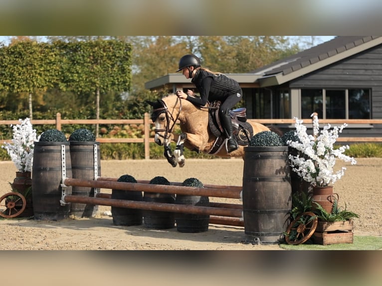 Sonstige Rassen Wallach 5 Jahre 116 cm  in Oost West en Middelbeers