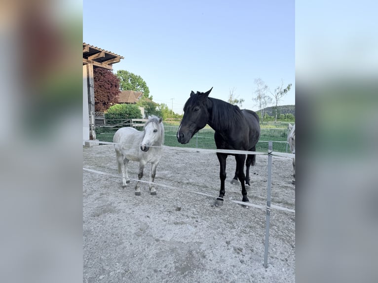Sonstige Rassen Wallach 5 Jahre 118 cm Schimmel in Großostheim Sonstige Rassen Wallach 5 Jahre 118 cm Schimmel in Großostheim