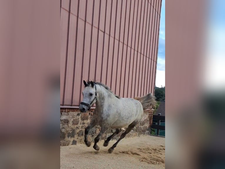Sonstige Rassen Mix Wallach 5 Jahre 130 cm Apfelschimmel in Hatzfeld (Eder)