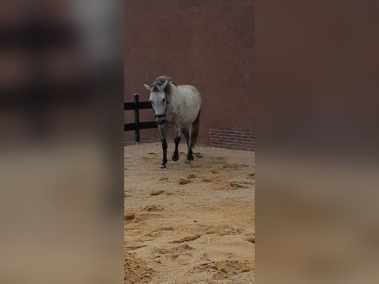 Sonstige Rassen Mix Wallach 5 Jahre 130 cm Apfelschimmel in Hatzfeld (Eder)