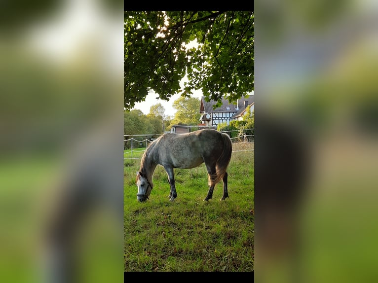 Sonstige Rassen Mix Wallach 5 Jahre 130 cm Apfelschimmel in Hatzfeld (Eder)