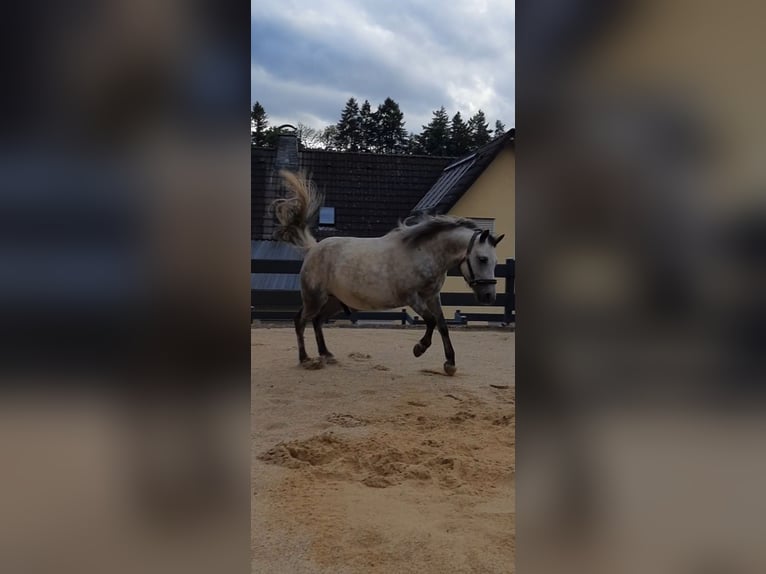 Sonstige Rassen Mix Wallach 5 Jahre 130 cm Apfelschimmel in Hatzfeld (Eder)