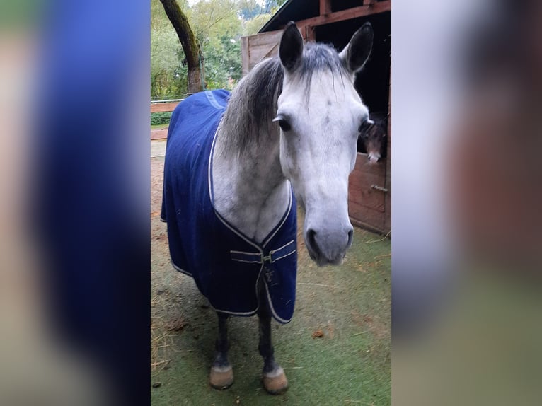 Sonstige Rassen Mix Wallach 5 Jahre 130 cm Apfelschimmel in Hatzfeld (Eder)