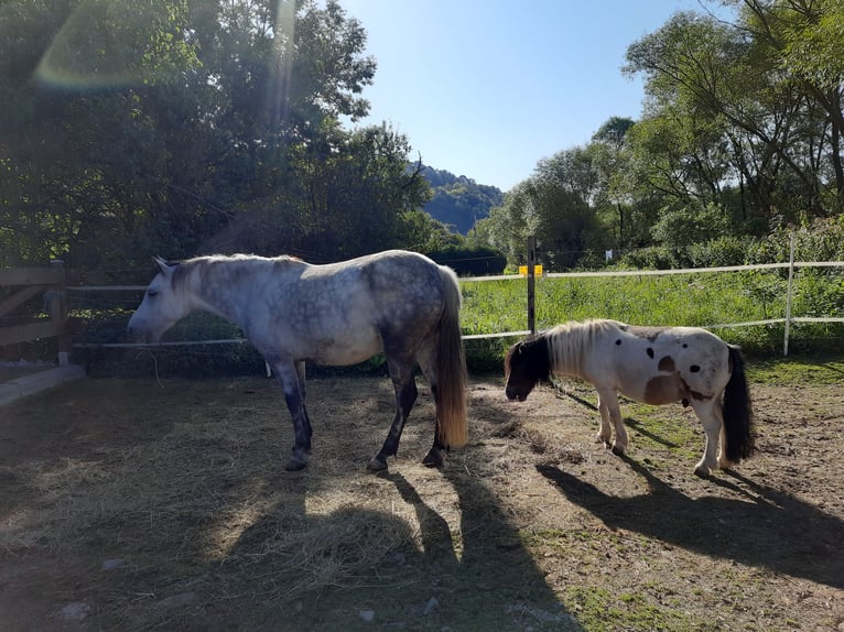 Sonstige Rassen Mix Wallach 5 Jahre 130 cm Apfelschimmel in Hatzfeld (Eder)