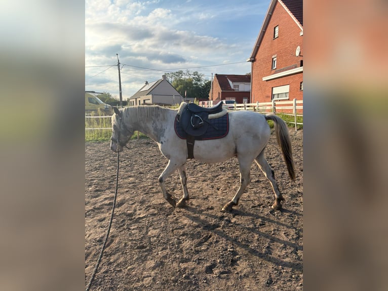 Sonstige Rassen Mix Wallach 5 Jahre 134 cm Tigerschecke in Rijkevorsel