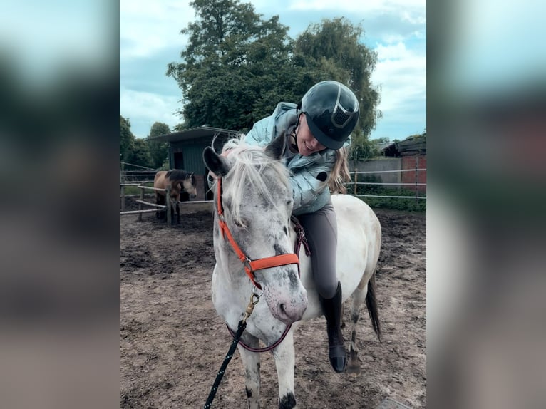 Sonstige Rassen Mix Wallach 5 Jahre 134 cm Tigerschecke in Rijkevorsel