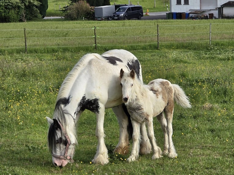 Sonstige Rassen Wallach 5 Jahre 135 cm Schecke in Linkenbach