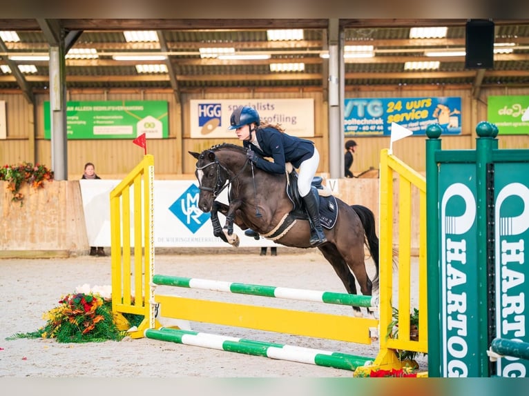 Sonstige Rassen Wallach 5 Jahre 136 cm  in Oost West en Middelbeers