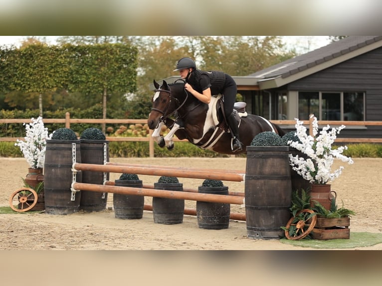 Sonstige Rassen Wallach 5 Jahre 136 cm  in Oost West en Middelbeers