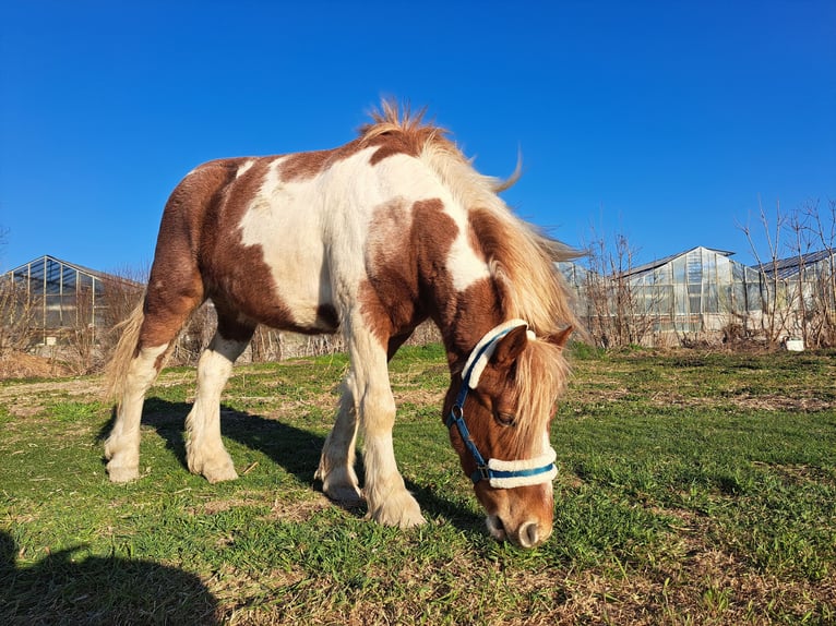 Sonstige Rassen Mix Wallach 5 Jahre 140 cm in Wien, Simmering