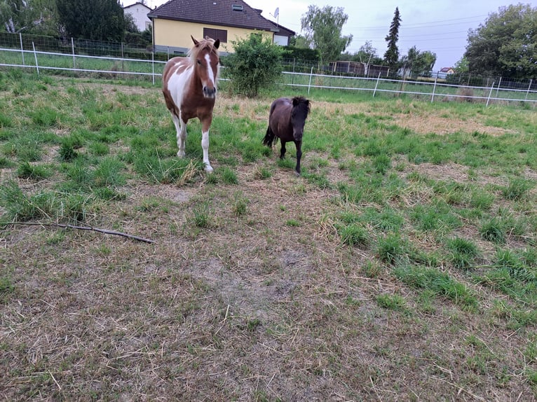 Sonstige Rassen Mix Wallach 5 Jahre 140 cm in Wien, Simmering