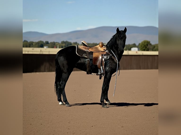 Sonstige Rassen Wallach 5 Jahre 142 cm Rappe in Fort Collins