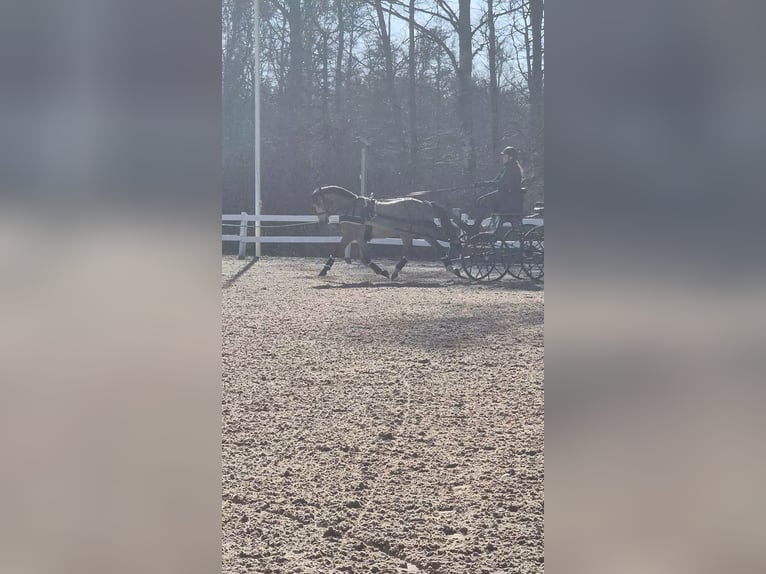 Sonstige Rassen Wallach 5 Jahre 144 cm Buckskin in Tingsryd