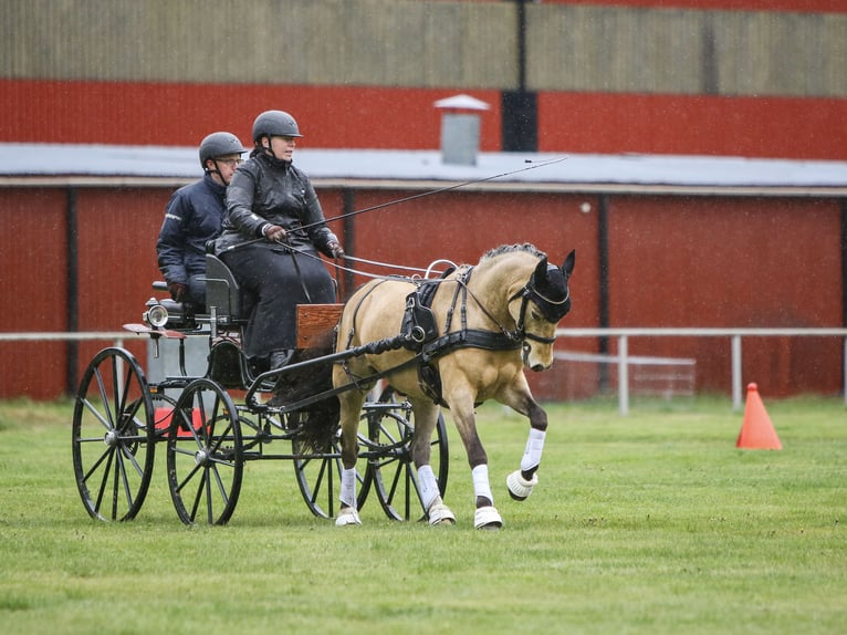 Sonstige Rassen Wallach 5 Jahre 144 cm Buckskin in Tingsryd